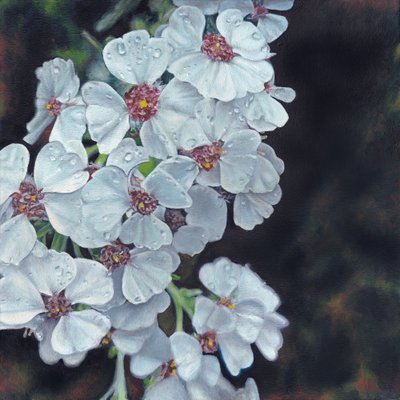 Dauwbedekte witte bloemen door Viccy Wanliss