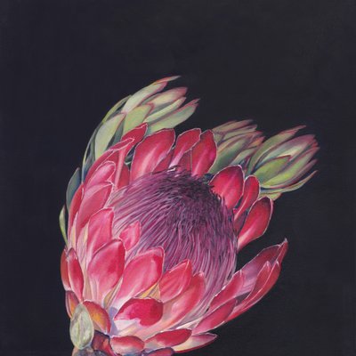 Levendig roze protea door Viccy Wanliss
