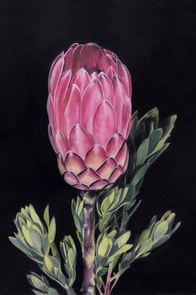Levendig roze protea door Viccy Wanliss