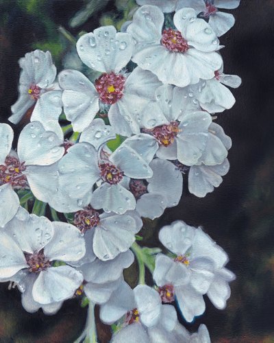 Witte bloemen met dauwdruppels door Viccy Wanliss