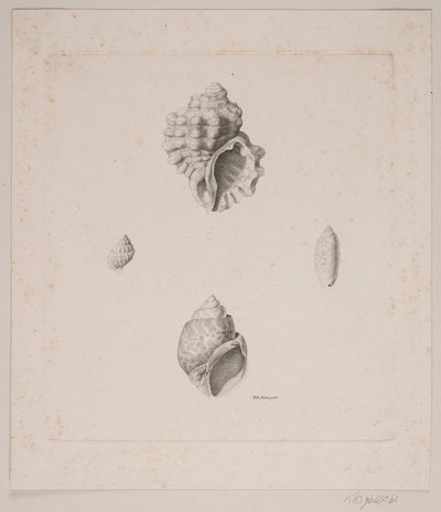 Vier schelpen door Vilhelm Kyhn