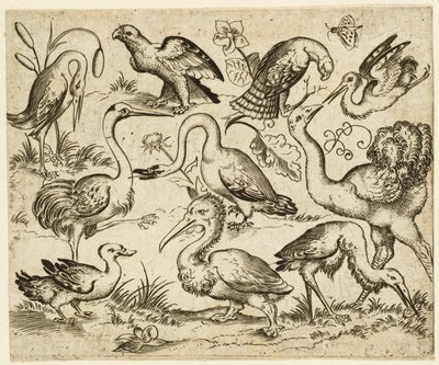 Struisvogel aan de linkerkant met negen andere vogels, waaronder een reiger en een pelikaan door Virgil Solis