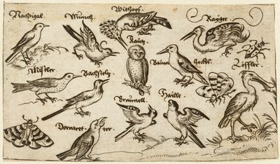 Twaalf soorten vogels, waaronder een uil en pelikaan, individueel gelabeld en gepositioneerd door Virgil Solis