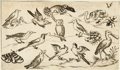 Twaalf soorten vogels, waaronder een uil en pelikaan, individueel gelabeld en gepositioneerd..., na door Virgil Solis
