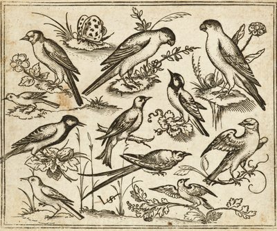 Elf vogels zittend op bloeiende takken en kleine takjes met een vlinder door Virgilius the elder (after) Solis