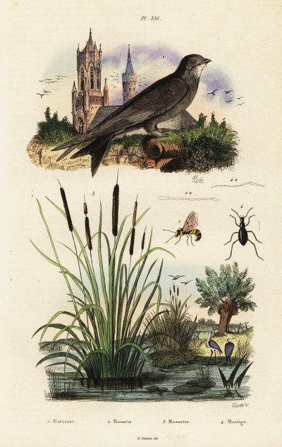 Alpengierzwaluw, lisdodde, kever en wesp, 1834-1839 (gravure) door Vittore Pedretti