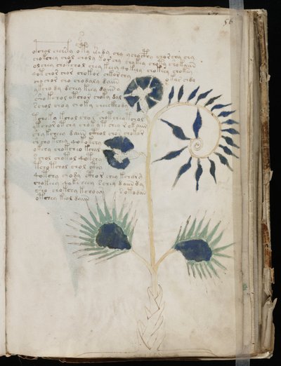 Deze pagina van het Voynich-manuscript toont mogelijk een van de oudste illustraties van een Drosera. door Voynich manuscript