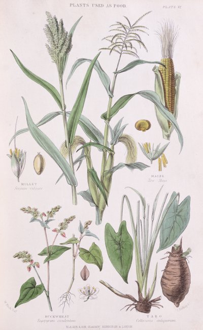 Millet, Maïs, Boekweit en Taro, illustratie uit A History of the Vegetable Kingdom door William Rhind, 1872 door W.H. Fitch