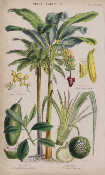 Dadel; Banaan; Jackfruit; Pandanus door W. Fitch