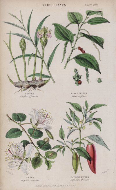 Gember; Zwarte peper; Kappertjes; Cayennepeper door W. Fitch