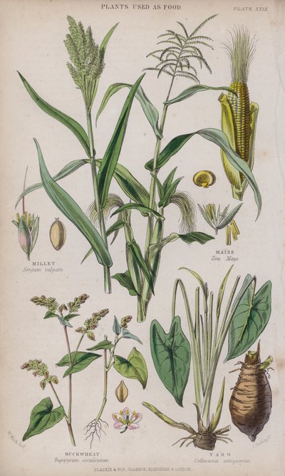 Gierst; Maïs; Boekweit; Taro door W. Fitch