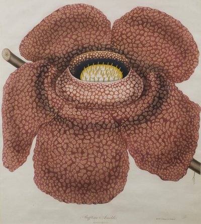 Bloem van Rafflesia arnoldii door Waldell
