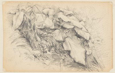 Studie van gras en planten door Walter Clark
