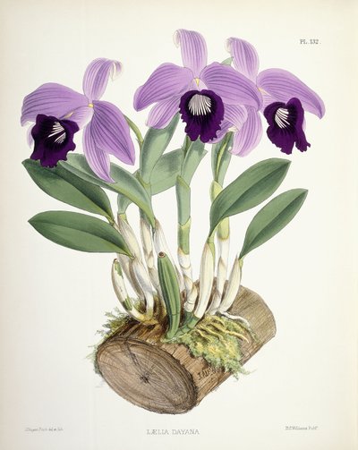 Laelia Dayana, ca. 1882-1897 door Walter Hood Fitch