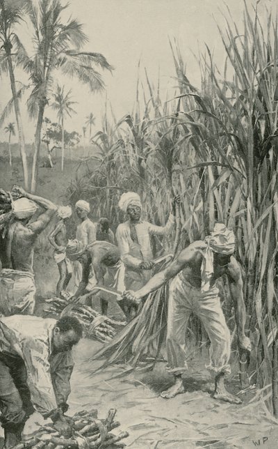 Trinidad koelies aan het werk in een suikerrietveld door Walter Stanley Paget