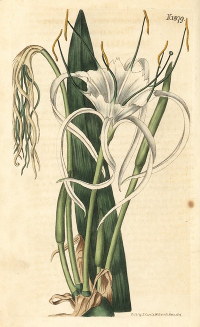 Araignee-Lilie, Strand-Narzisse, Strand-Lilie - Hymenocallis littoralis von Weddell Weddell