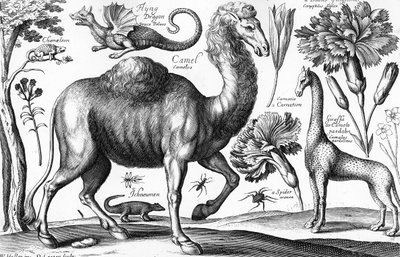 Animalium, Ferarum et Bestiarum, gegraveerd door David Loggan door Wenceslaus (after) Hollar
