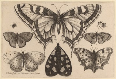 Vijf Vlinders, een Mot, een Kever en een Spin door Wenceslaus Hollar