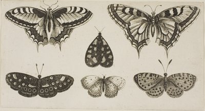 Vijf Vlinders en een Mot door Wenceslaus Hollar