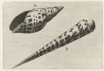 Schelpen, mitra cardinalis en terebra subulata door Wenceslaus Hollar