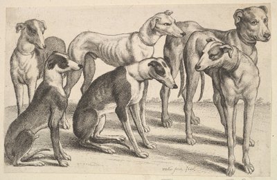Zes honden door Wenceslaus Hollar