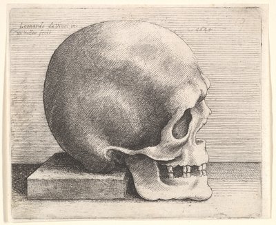 Schedel in Profiel naar Rechts, 1645 door Wenceslaus Hollar