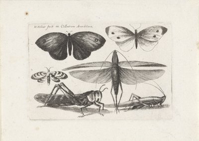Sprinkhanen en vlinders door Wenceslaus Hollar