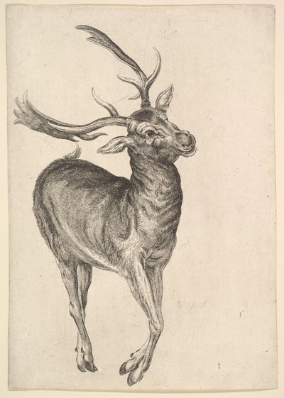 Hert door Wenceslaus Hollar
