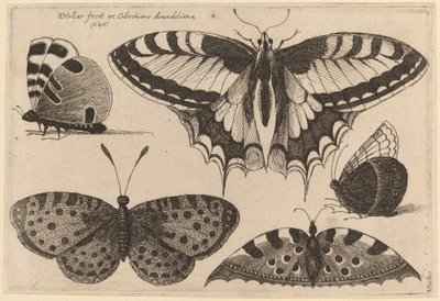 Drie vlinders en twee motten door Wenceslaus Hollar