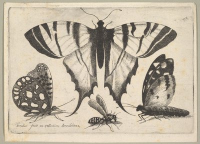 Drie Vlinders en een Wesp, 1646 door Wenceslaus Hollar