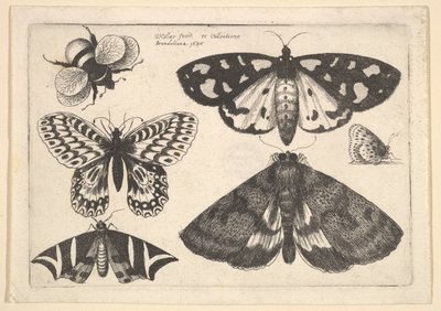 Drie motten, twee vlinders en een hommel door Wenceslaus Hollar