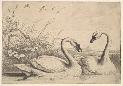 Twee Zwanen door Wenceslaus Hollar