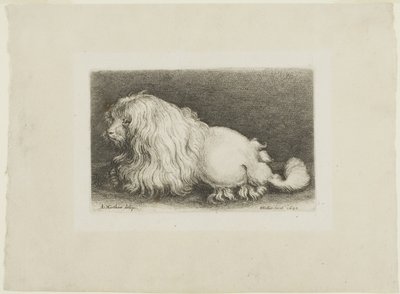 Witte hond door Wenceslaus Hollar