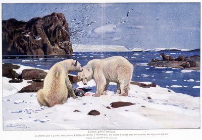 Arctische ijszee met twee ijsberen, walrussen en vogels (meeuwen, alkyons en dwazen). Gebaseerd op een aquarel van W. Kuhnert. door Wilhelm (after) Kuhnert