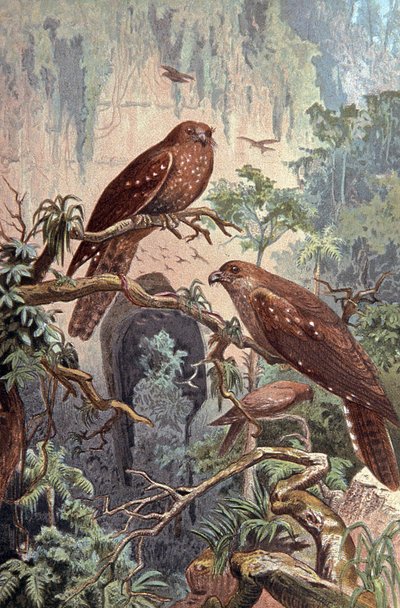 Grot Guacharo door Wilhelm Kuhnert