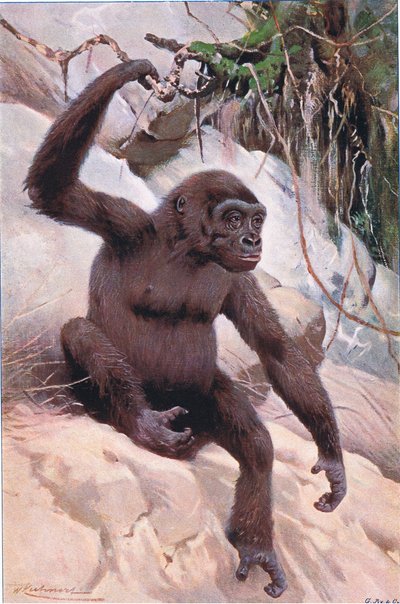 Gorilla, illustratie uit Wildlife of the World, ca. 1910 door Wilhelm Kuhnert