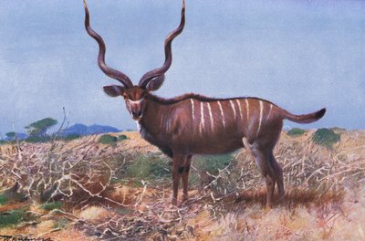 Koedoe, illustratie uit Wildlife of the World, ca. 1910 door Wilhelm Kuhnert