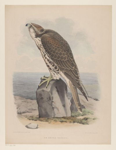 Valk door Willem Bastiaan van Wouw