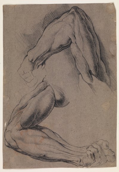 Anatomische studie (écorché). Twee studies van een gevilde linkerarm van een man door Willem Panneels
