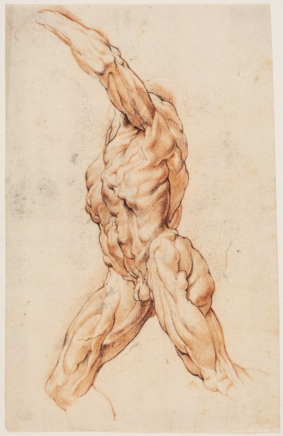 Anatomische studie. Wandelende gevilde man naar links gedraaid door Willem Panneels