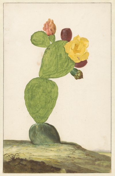 Bloeiende cactusvijg door Willem de Heer