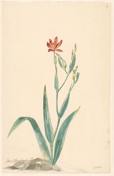 Luipaardbloem in een landschap door Willem van Leen (attributed to)