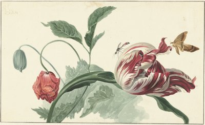 Tulp en een klaproos door Willem van Leen (attributed to)
