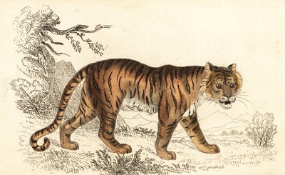 Bengaalse tijger, Panthera tigris tigris, 1834 door William Alexander Forbes