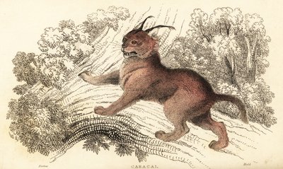 Caracal, Caracal caracal, 1834 door William Alexander Forbes