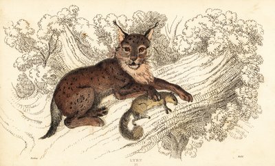 Euraziatische lynx, Lynx lynx door William Alexander Forbes