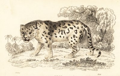 Jaguar, Panthera onca door William Alexander Forbes