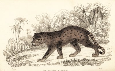 Jaguarundi, Puma yagouaroundi door William Alexander Forbes