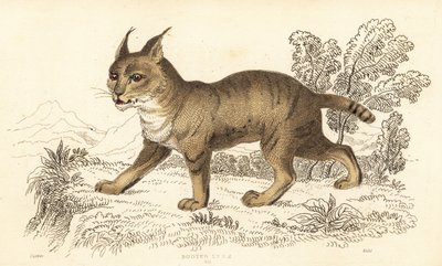 Junglekat, Felis chaus, 1834 door William Alexander Forbes
