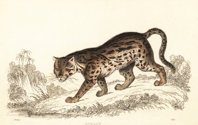 Ocelot, Leopardus pardalis door William Alexander Forbes